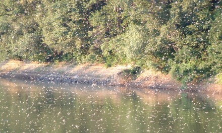 Megalakult a Csongrádi Települési Értéktár Bizottság