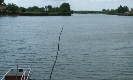 Csongrád, Serházzugi Holt- Tisza és az Aranyszigeti erdő természeti értékeinek felmérése