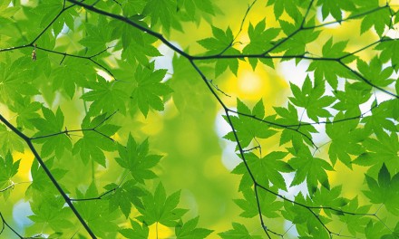 Bökényi Zöld Város program szemléletformáló rendezvénye