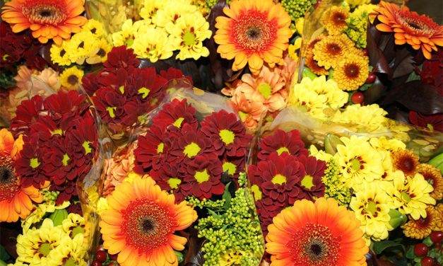 Felhívás a csongrádi  nyugdíjas  pedagógusokhoz