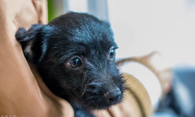 Fogadj örökbe egy kiskutyát!