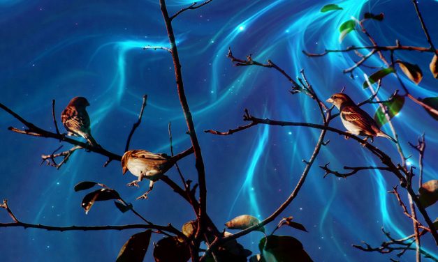 Európai Madármegfigyelő Napok