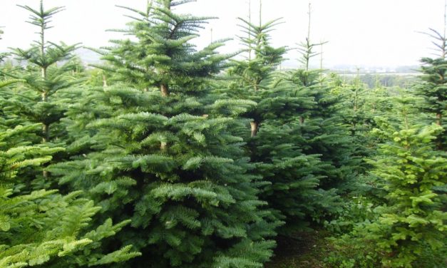 Tájékoztató a fenyőfagyűjtés rendjéről