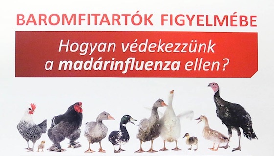 Hogyan védekezzünk a madárinfluenza ellen