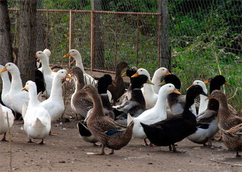 Védő körzet feloldása és megfigyelési körzetté nyilvánítás