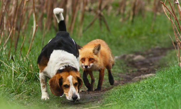 Ebzárlat és legeltetési tilalom!