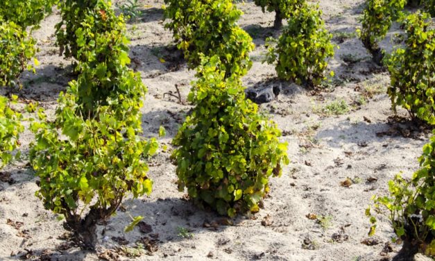 Csongrádi Kadarka szőlővessző akció