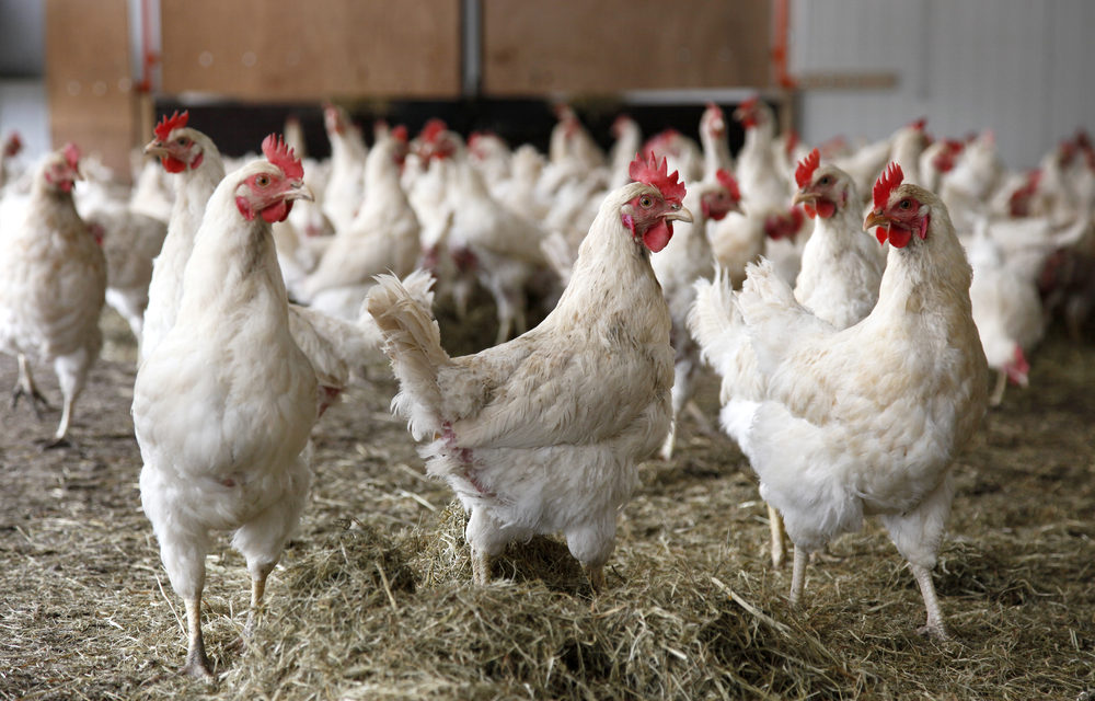 Csongrád Megyébe Bács-Kiskun Megyéből átnyúló megfigyelési körzetek feloldása