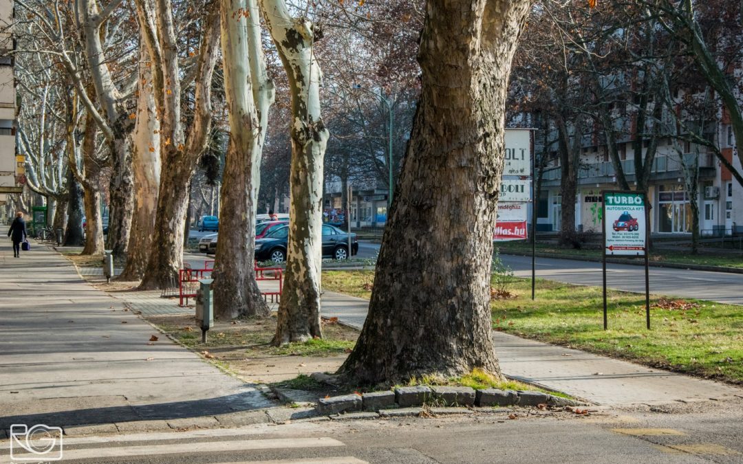 Tisztelt Csongrádiak! Köszönjük, hogy szavazataikkal segítették munkánkat