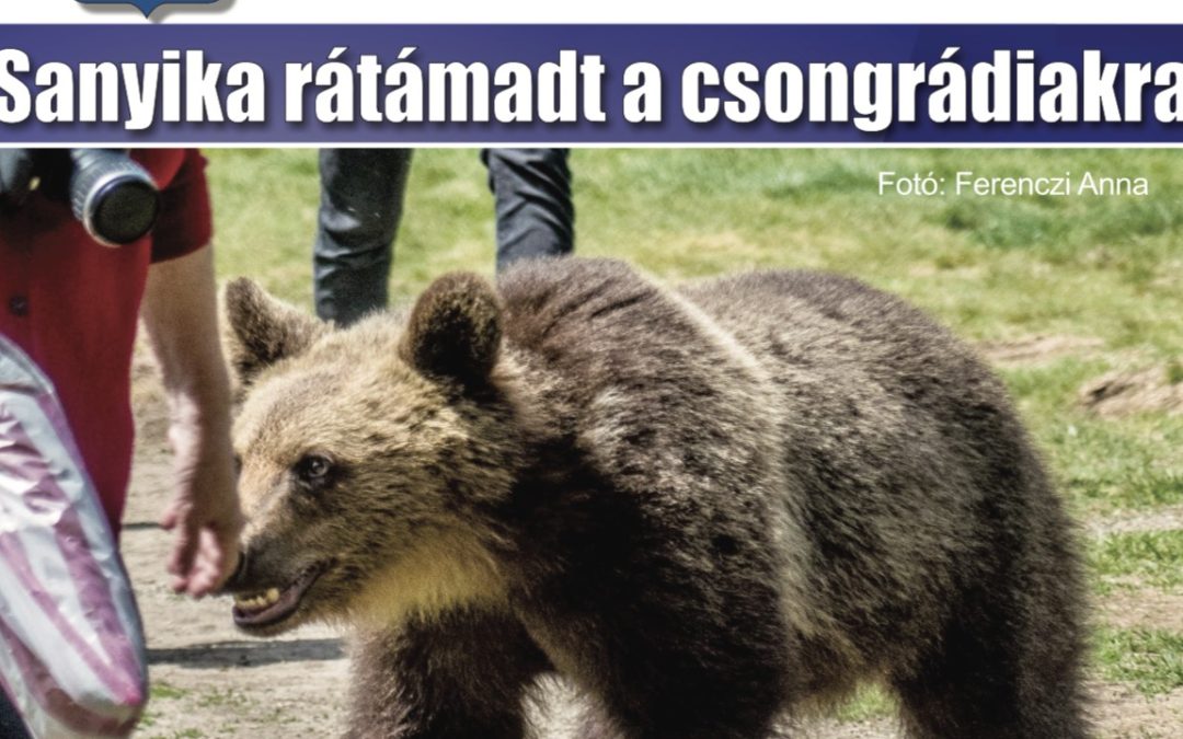 Megtekinthető a Csongrádi Hírek legújabb, május 26-án megjelenő (180.) száma