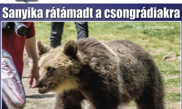 Megtekinthető a Csongrádi Hírek legújabb, május 26-án megjelenő (180.) száma