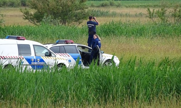 A keresett medvét már Tömörkény határában látták