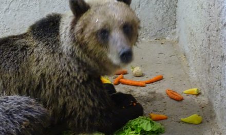 A befogott medve napjai a Szegedi Vadasparkban