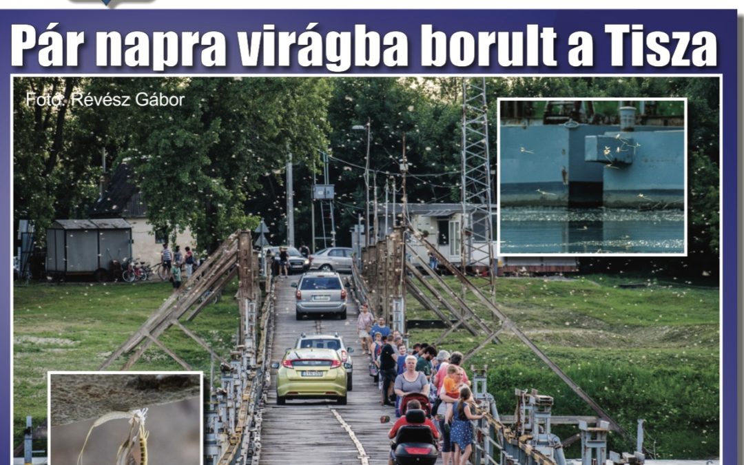 Megtekinthető a Csongrádi Hírek legújabb, június 22-én megjelenő (182.) száma