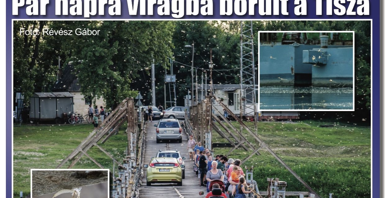 Megtekinthető a Csongrádi Hírek legújabb, június 22-én megjelenő (182.) száma