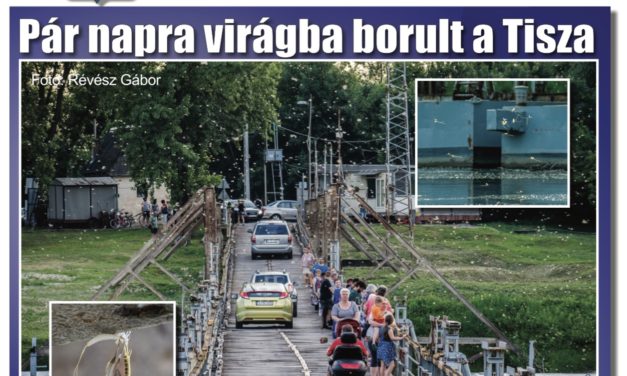 Megtekinthető a Csongrádi Hírek legújabb, június 22-én megjelenő (182.) száma