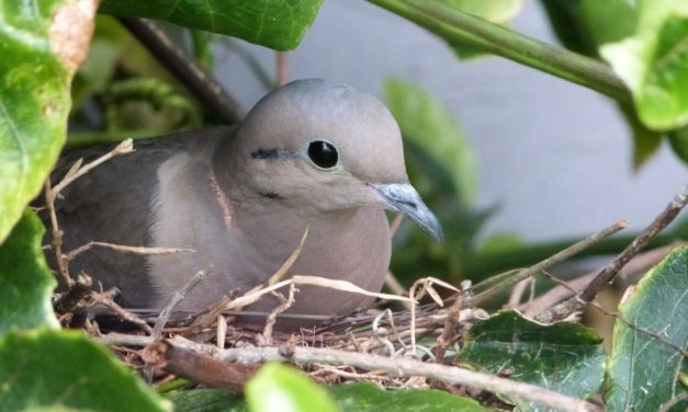 Meghívó – Európai Madármegfigyelő Napok