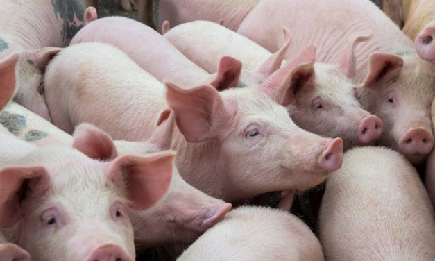 ÉFHÁT/189-4/2019. – Vaddisznókban előforduló afrikai sertéspestis miatti intézkedések