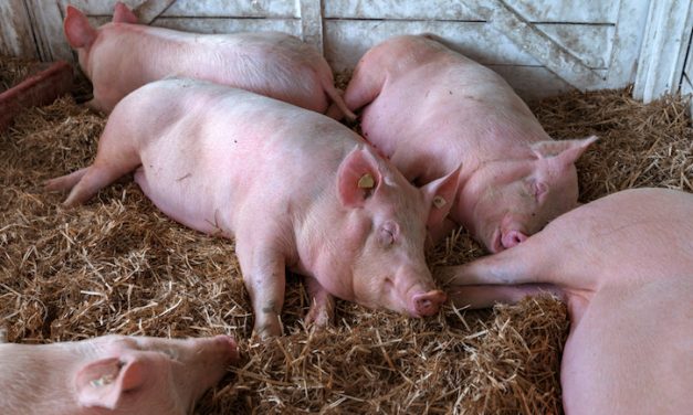 Tájékoztatás afrikai sertéspestis járványhelyzetről