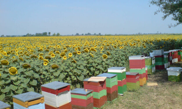 Községi zárlat elrendelése