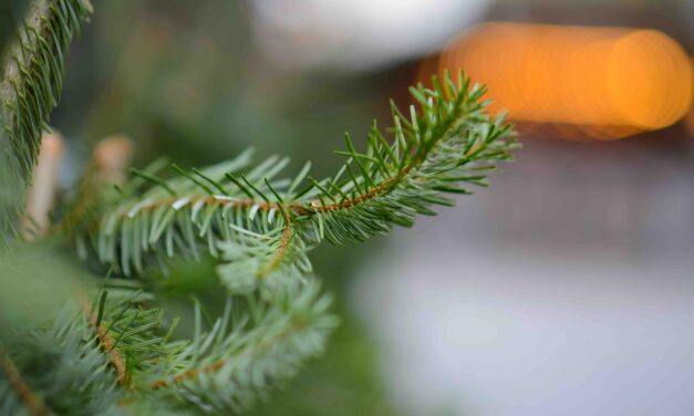 Tájékoztató a 2022. január havi fenyőfagyűjtésről