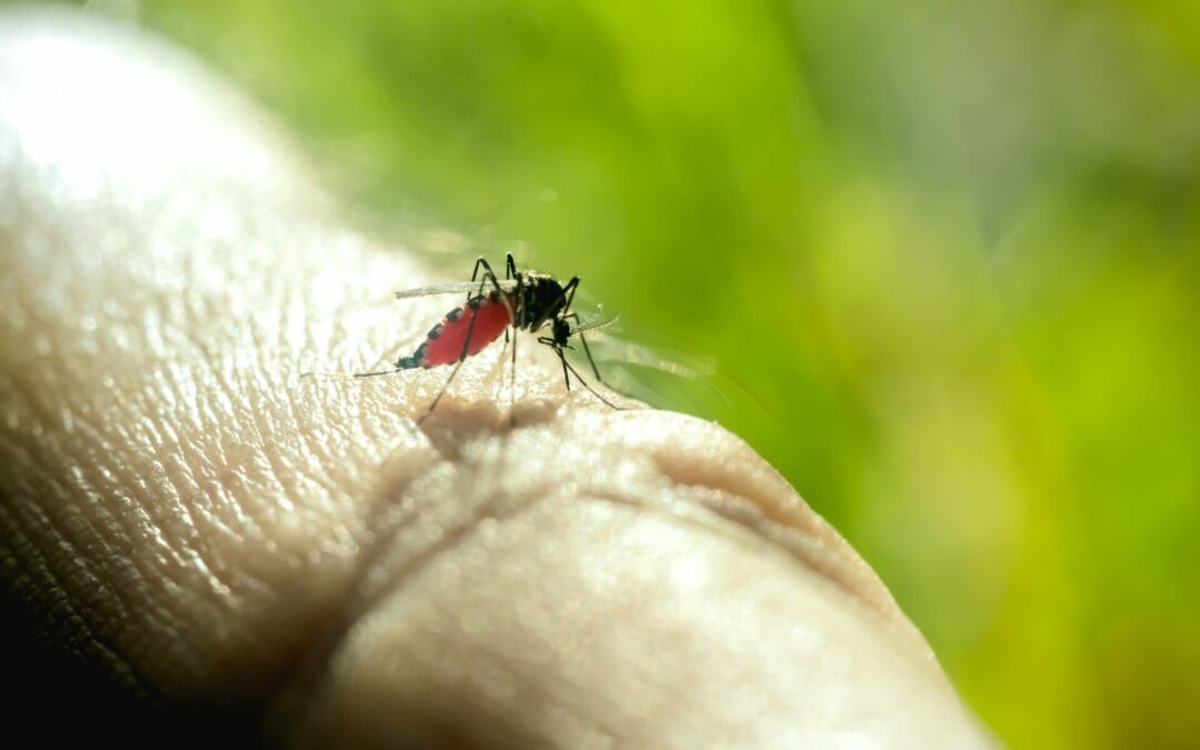 Tájékoztató 2024 évben várható szúnyoggyérítésről