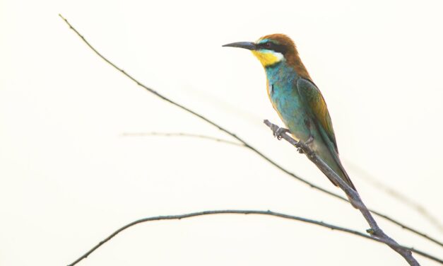 Meghívó természetvédelmi vetélkedőre