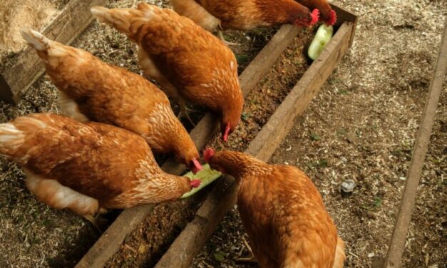 Felhívás – nem kereskedelmi (háztáji) baromfiállomány számbavétele