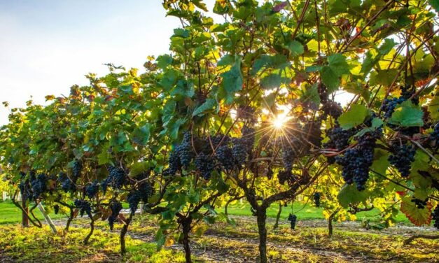 Város bora felhívás!