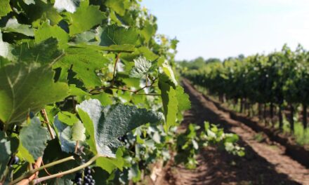 Körülhatárolt terület kijelölése, zárlati és kötelező növényvédelmi intézkedések elrendelése